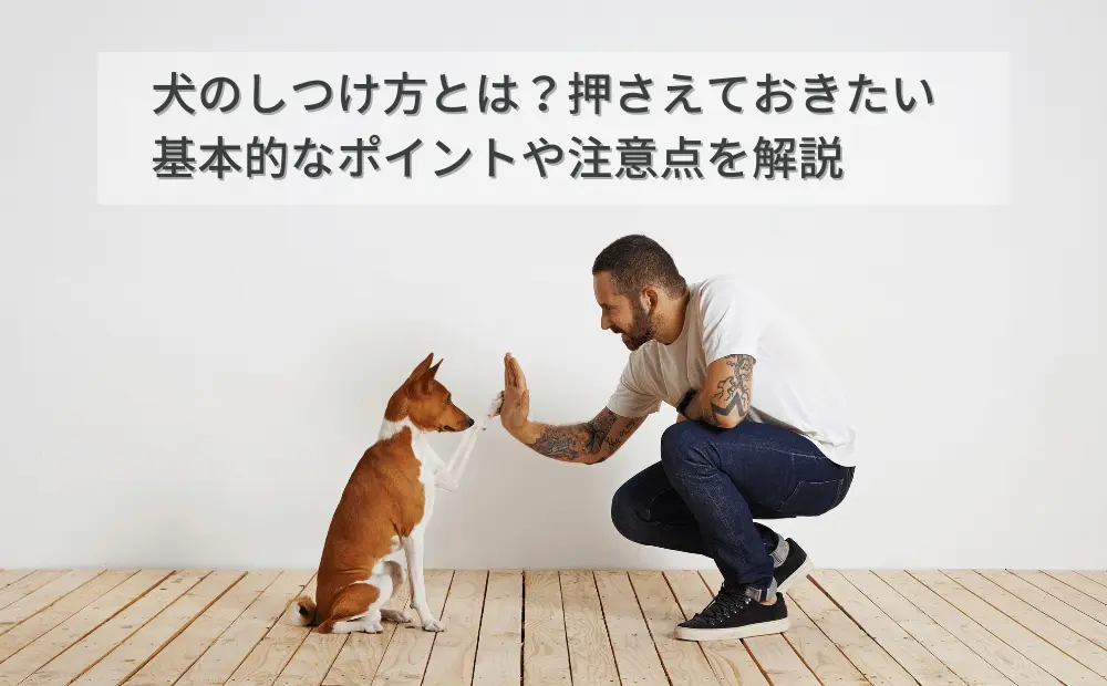 犬のしつけ方とは？押さえておきたい基本的なポイントや注意点を解説