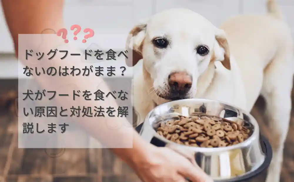 ドッグフードを食べないのはわがまま？犬がフードを食べない原因と対処法を解説します