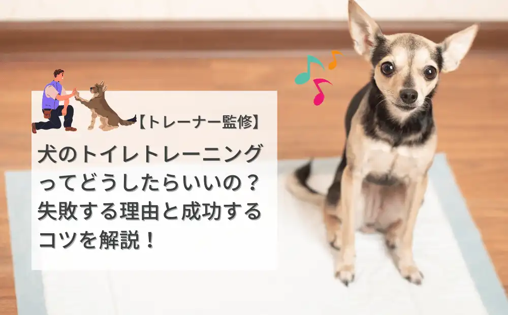 犬のトイレトレーニングってどうしたらいいの？失敗する理由と成功するコツ【トレーナー監修】