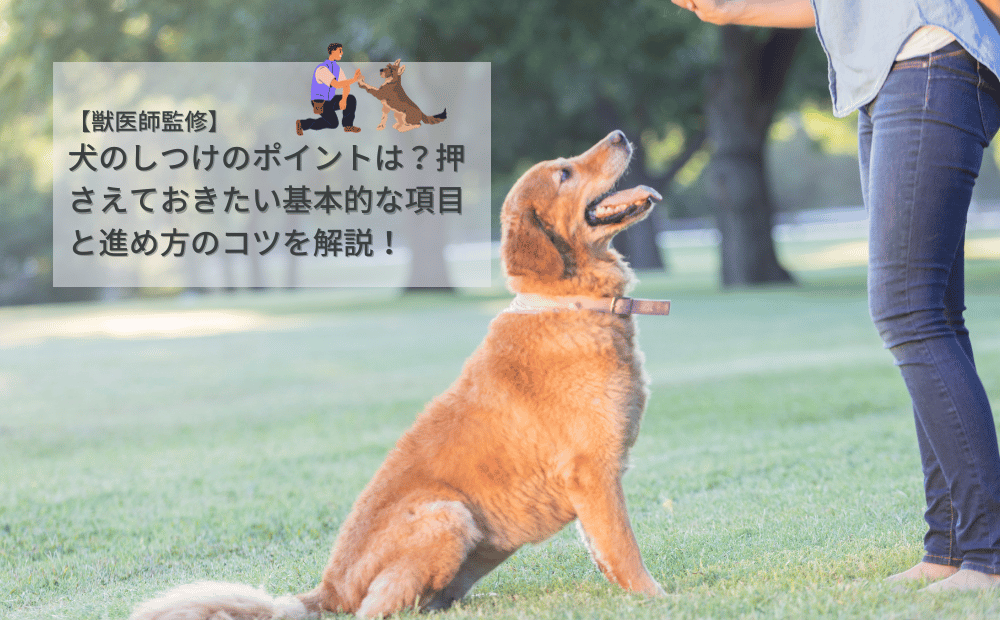 犬のしつけのポイントは？押さえておきたい基本的な項目と進め方のコツを解説！