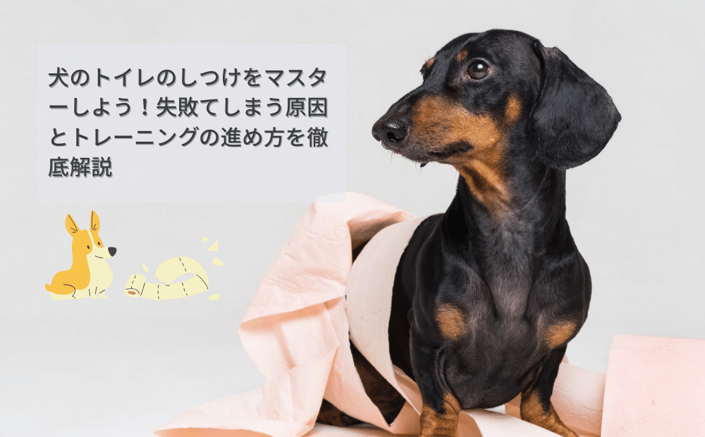 犬のトイレのしつけをマスターしよう！失敗てしまう原因とトレーニングの進め方を徹底解説