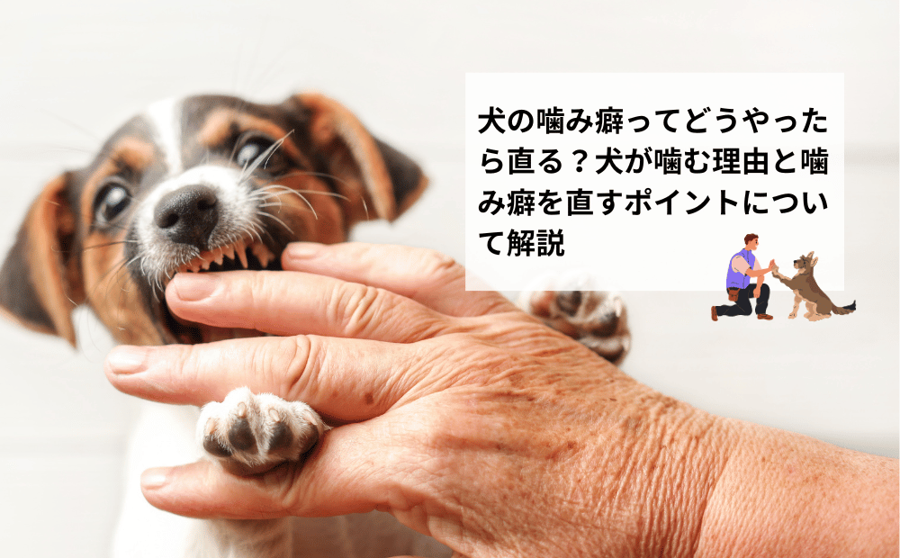 犬の噛み癖ってどうやったら直る？犬が噛む理由と噛み癖を直すポイントについて解説