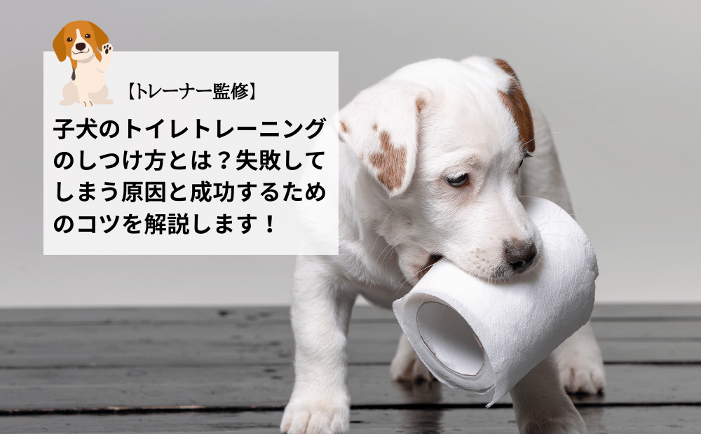 子犬のトイレトレーニングのしつけ方とは？失敗してしまう原因と成功するためのコツを解説します！