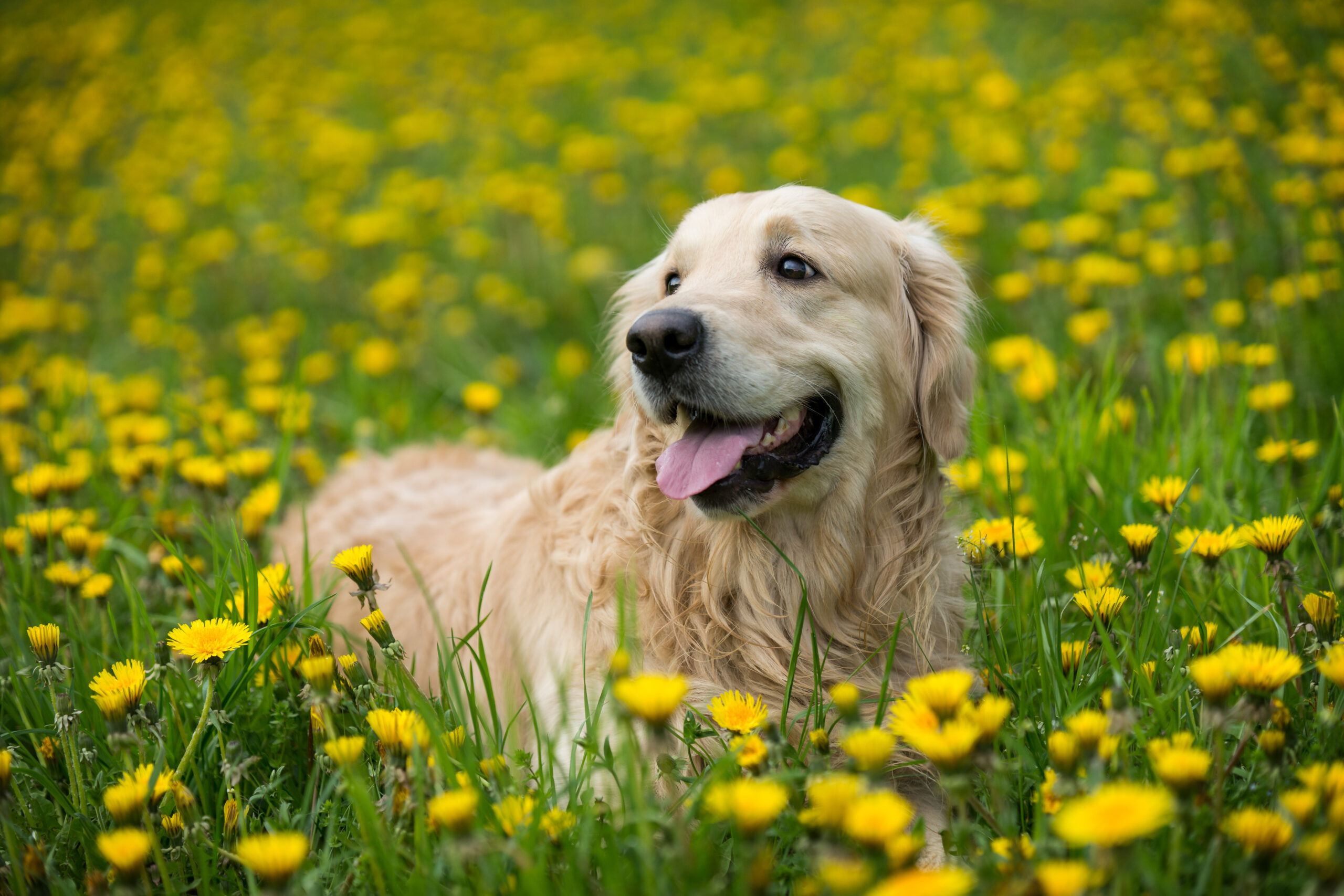 吠える愛犬をペットホテルに預ける際の注意点解説