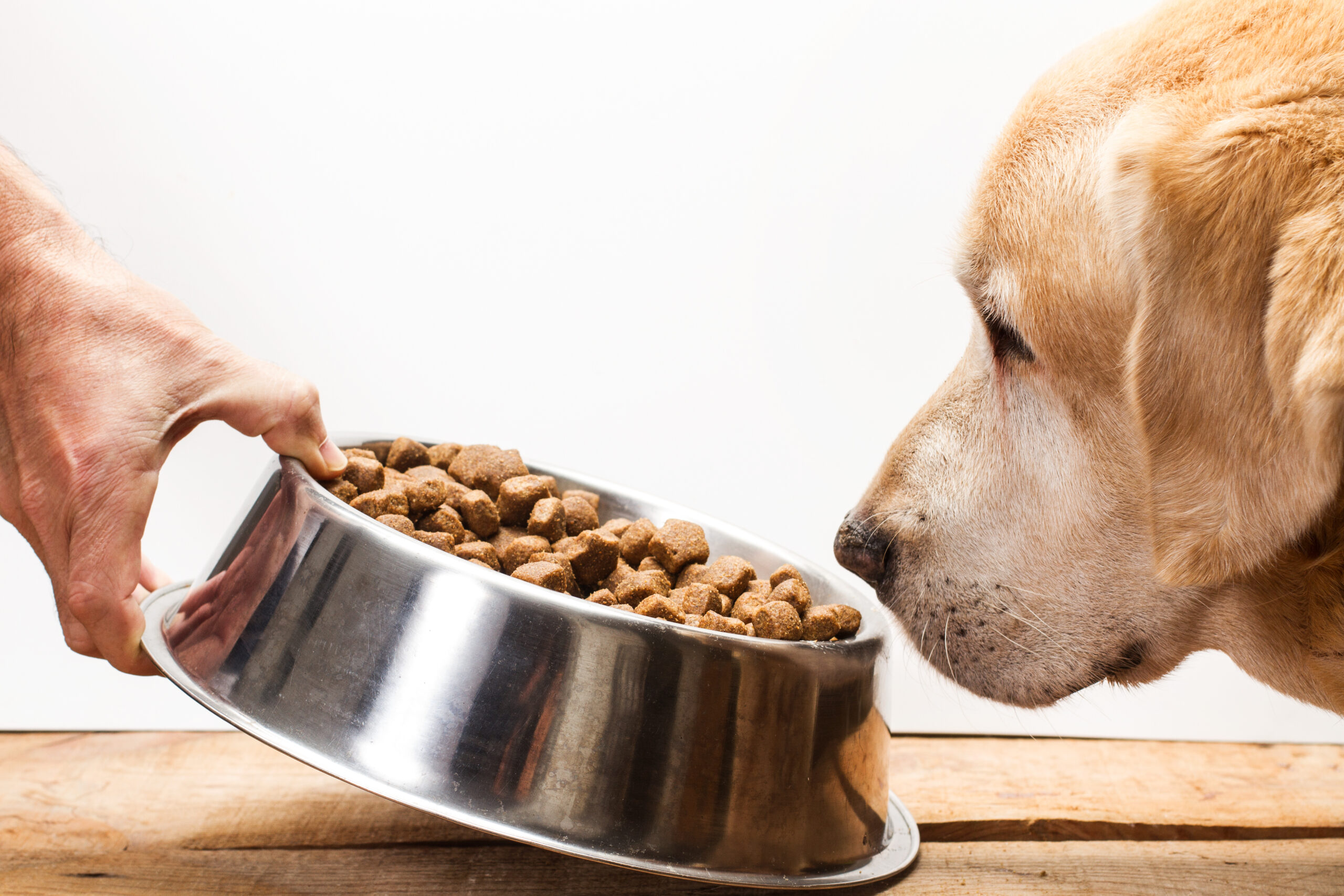 初めてのペットホテル選び犬のご飯と持ち物注意点解説