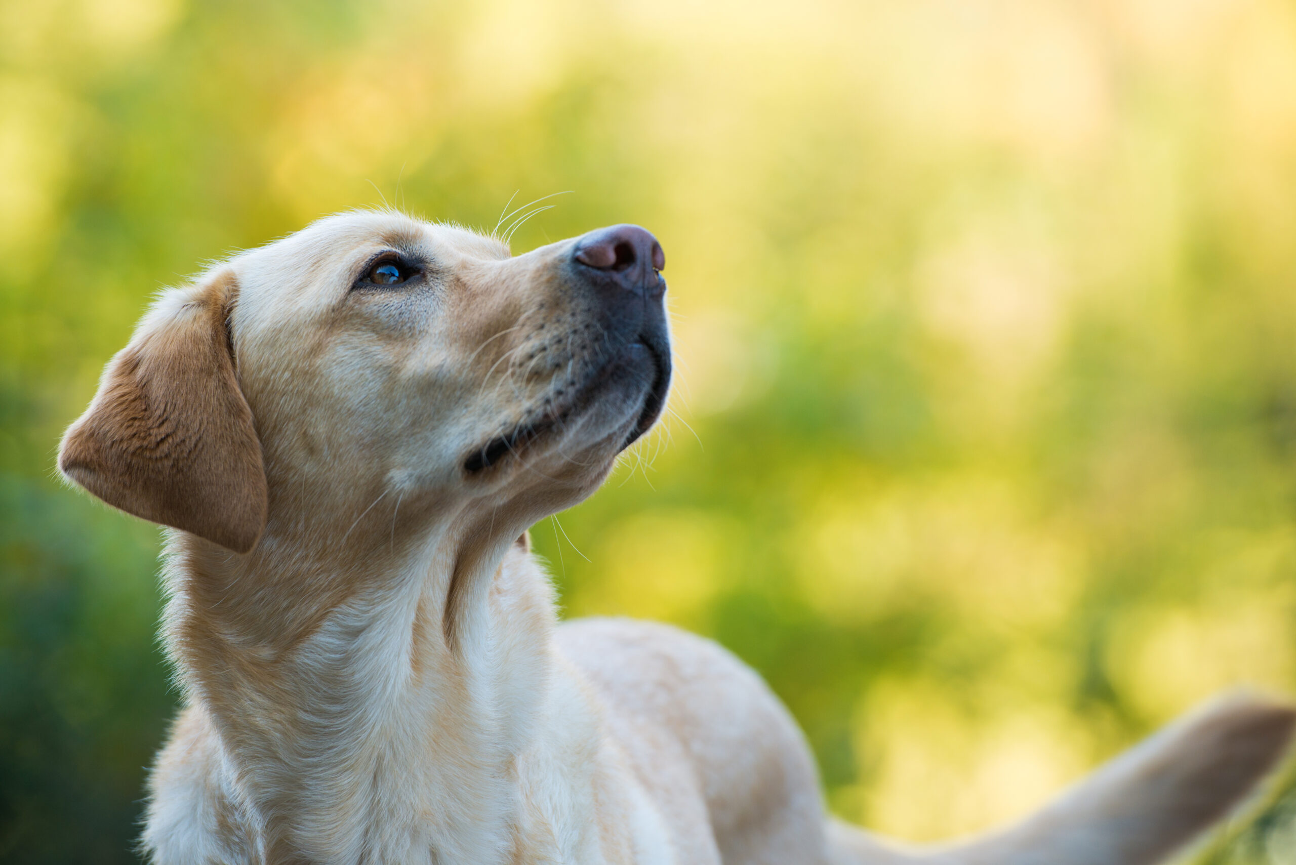 犬のペットホテル選び方ガイド！重要条件と覚えておきたい注意点