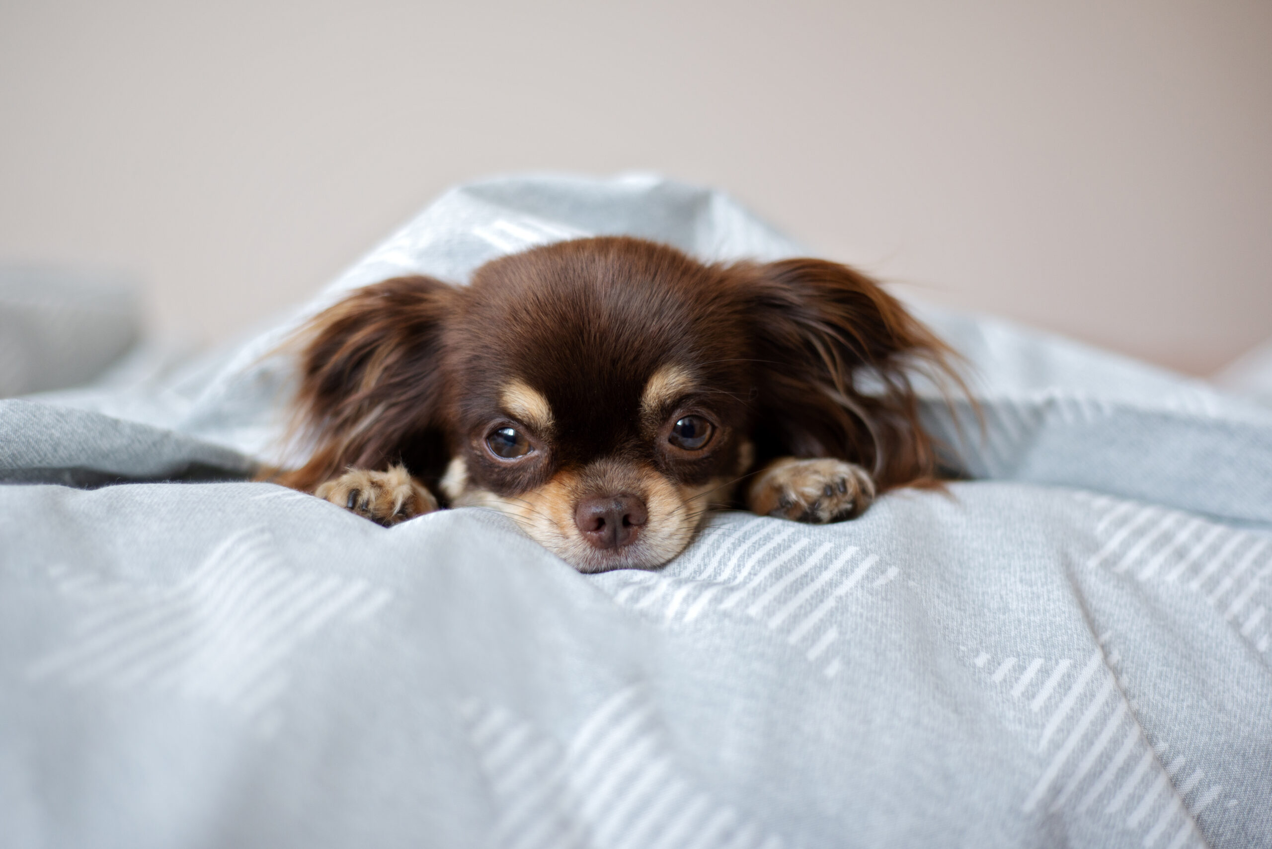 犬のペットホテル利用ガイド：必要なものと預けるコツ