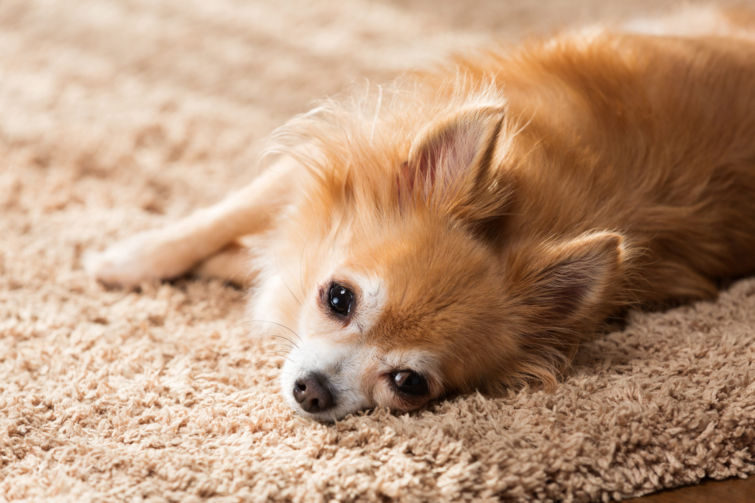 病気がちな愛犬も安全！ペットホテル選びの秘訣とは？