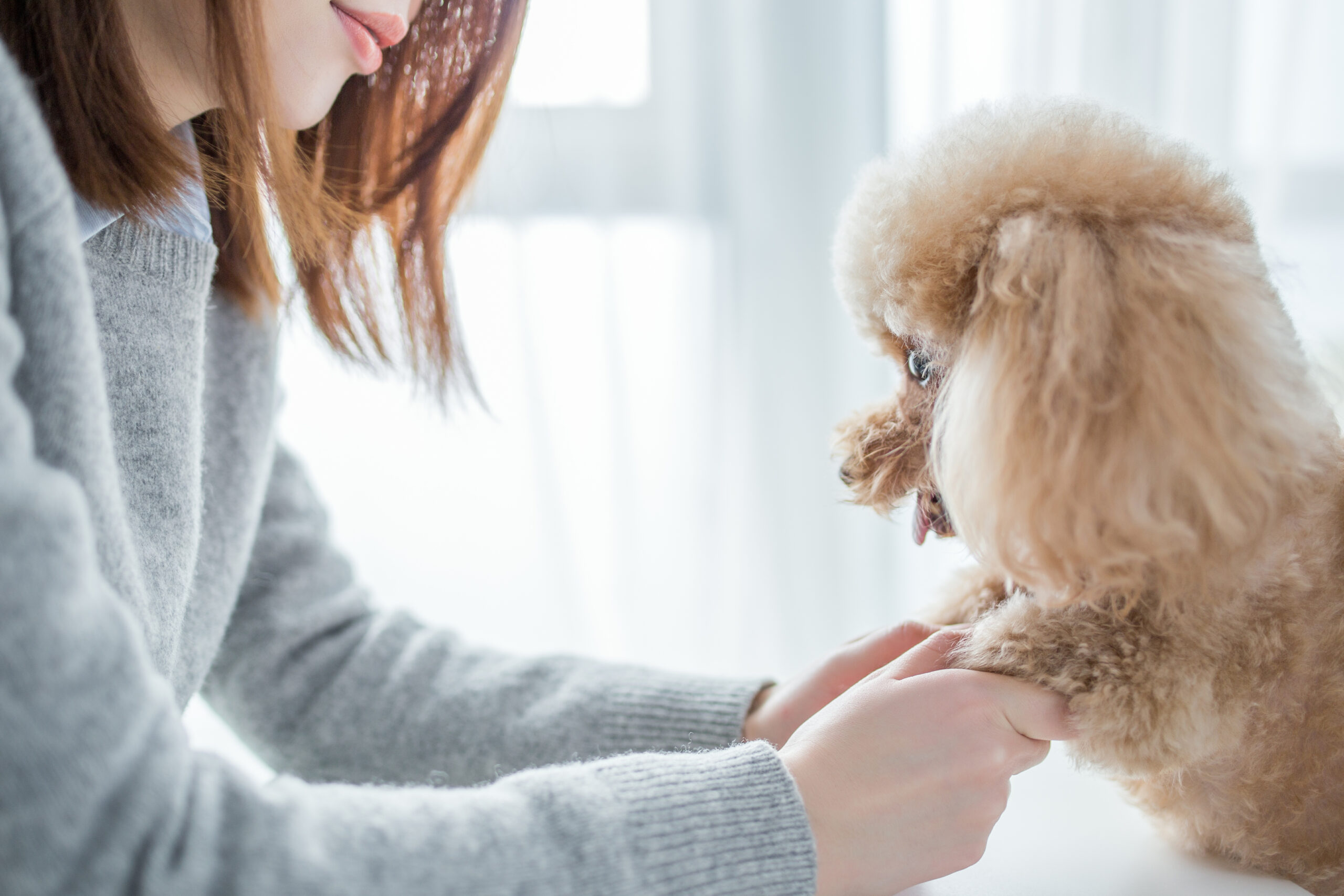 犬のペットホテル選び！メリットとデメリットを完全解説