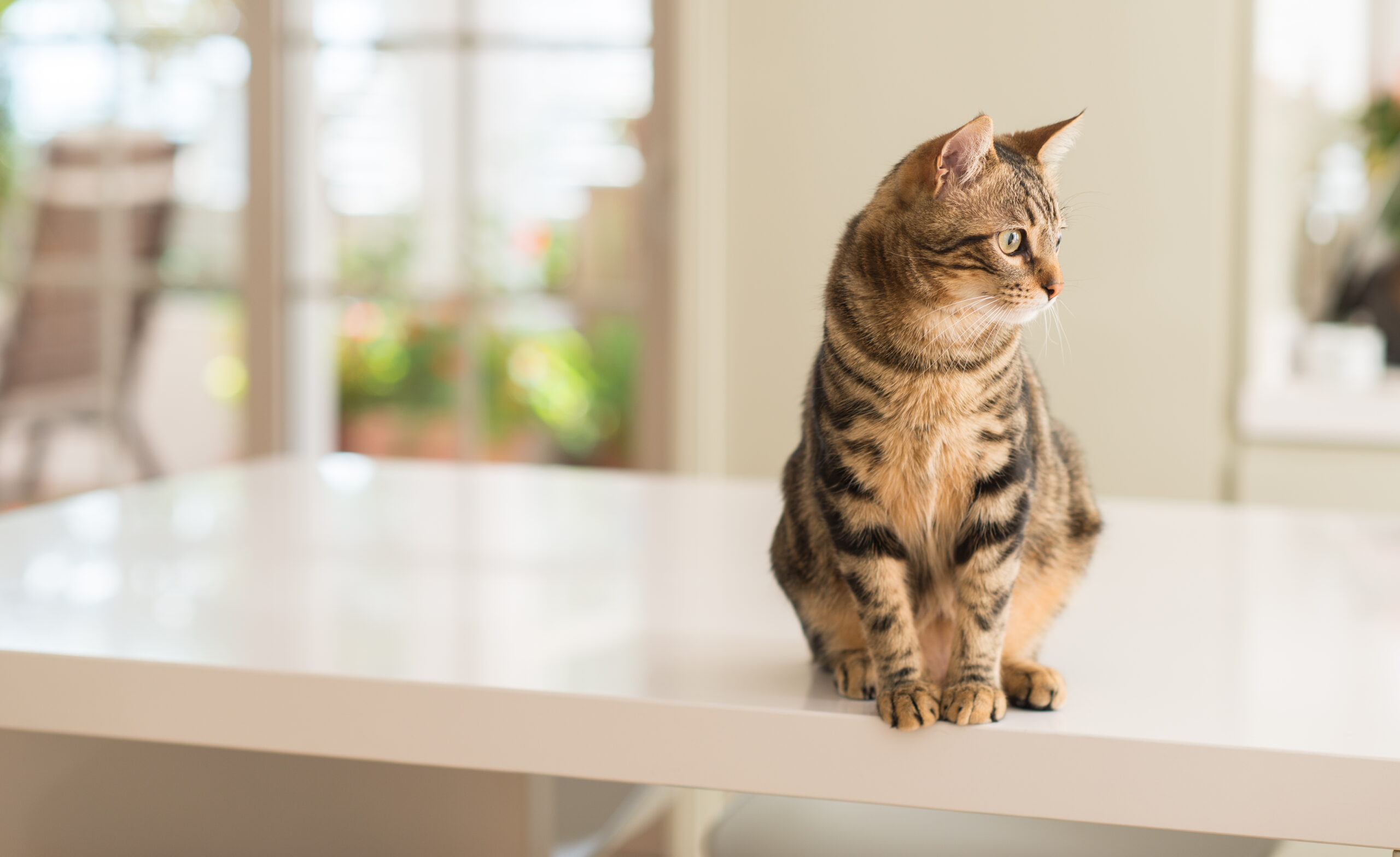 初めての猫預ける際のしつけポイントとペットホテル選び