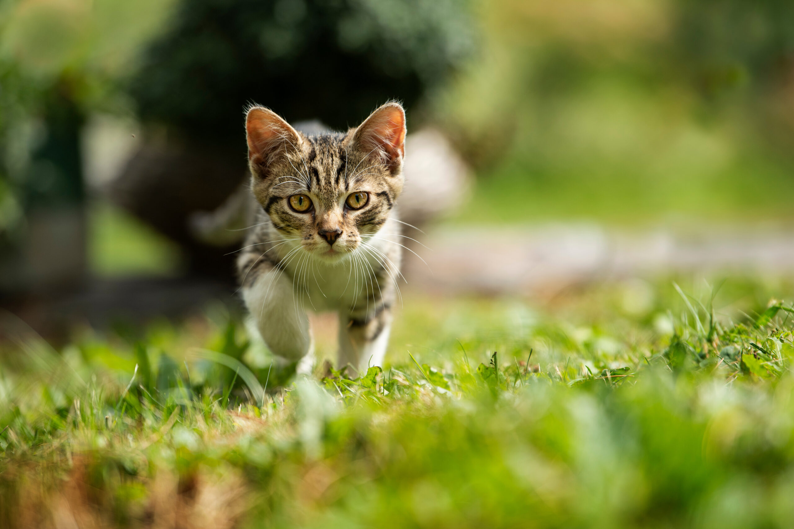 猫のペットホテル選び方ガイド！飼い主必見のチェックポイント