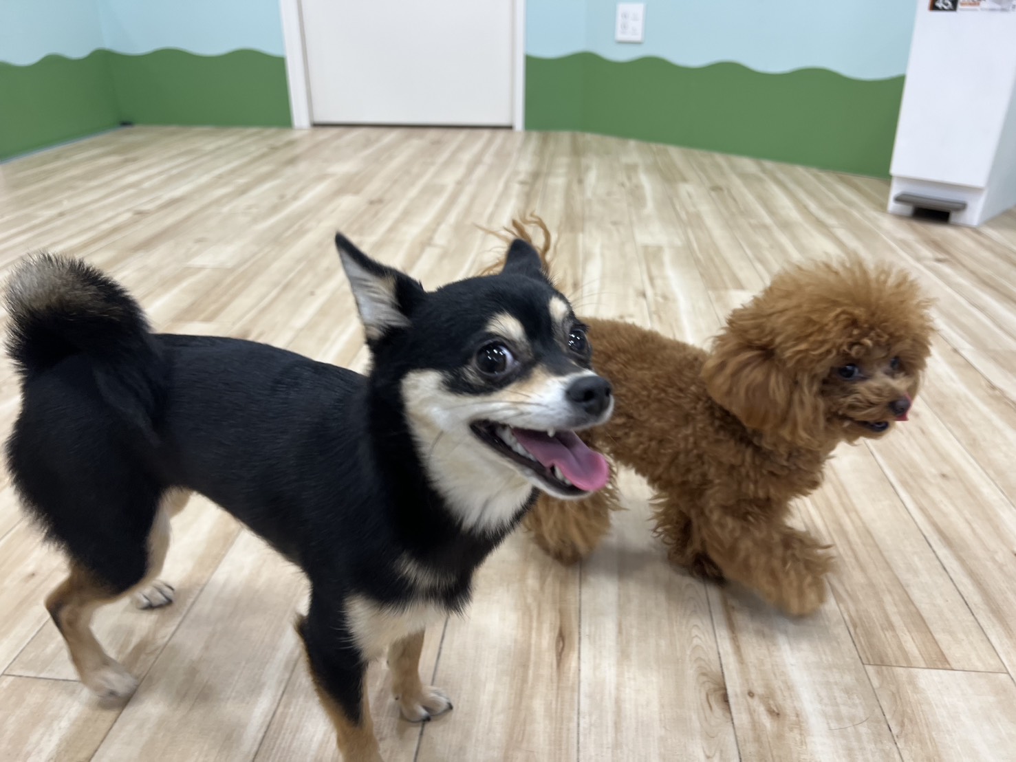 大阪梅田店の幼稚園について